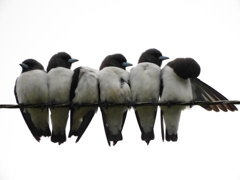 White-breasted Woodswallow