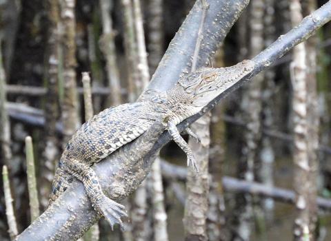 Saltwater Crocodile juvenile