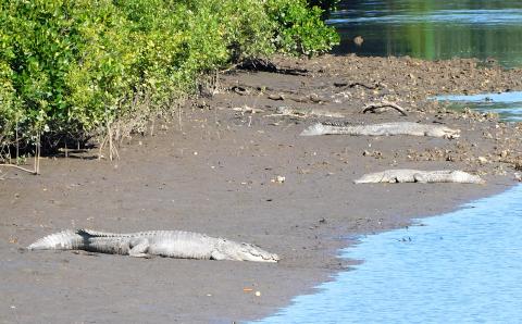 Saltwater Crocodiles