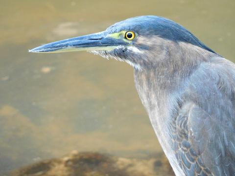 Nankeen Night Heron