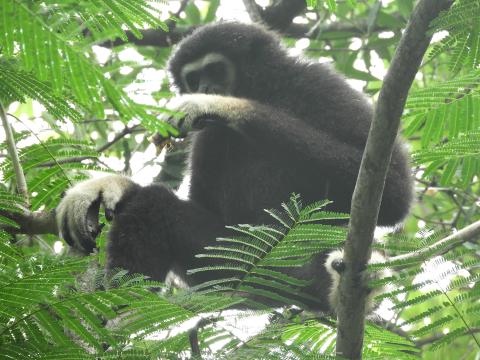  Lar Gibbon