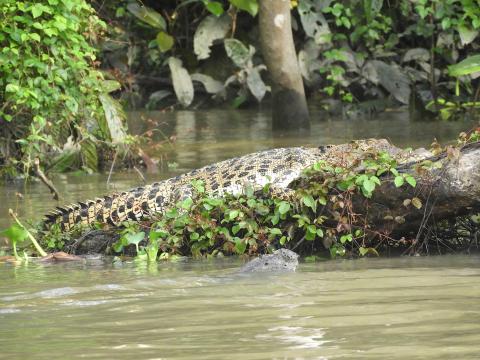 Borneo crocodile