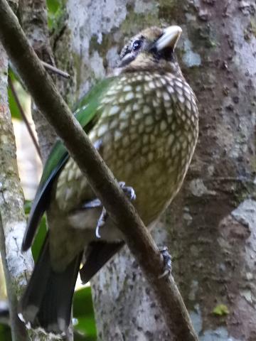Green Catbird