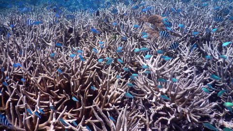 Staghorn Coral