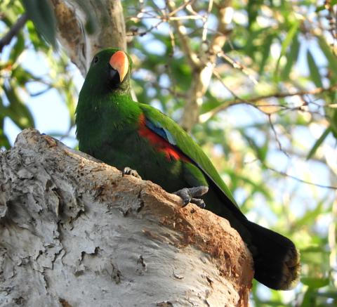 Eclectus (male)