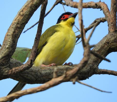 Figbird