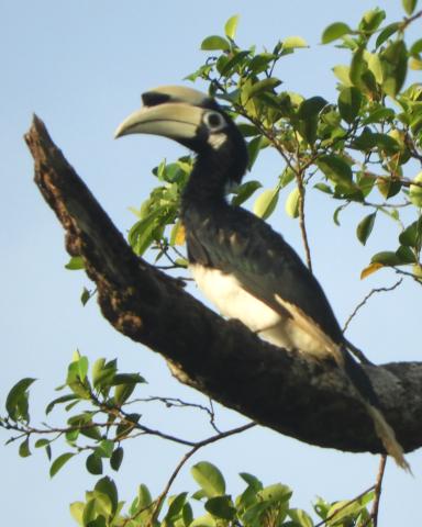 Oriental Pied Hornbill