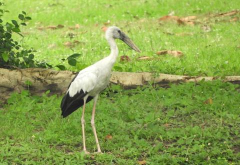 Openbill Stork