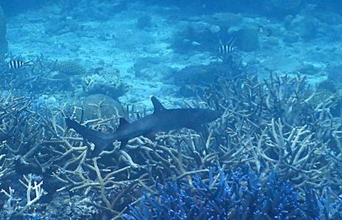 Whitetip Reef Shark