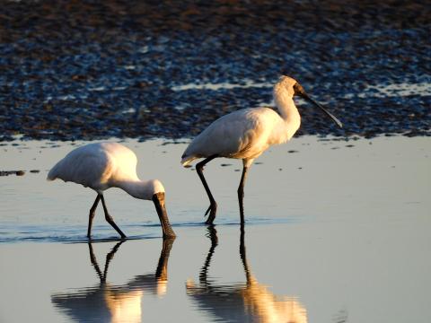 Royal Spoonbill