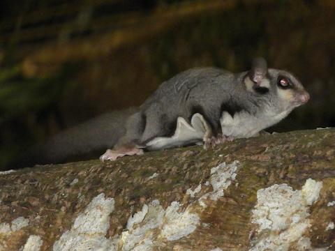 sugar glider
