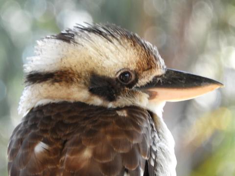 Laughing kookaburra