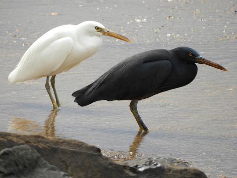 Pacific Reef Heron