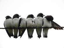 White-breasted Woodswallow