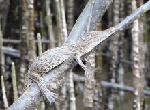 Saltwater Crocodile juvenile