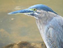 Nankeen Night Heron