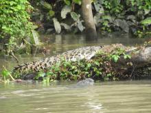 Borneo crocodile