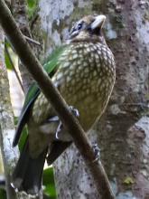 Green Catbird