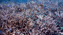 Staghorn Coral
