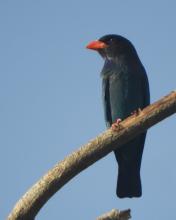 Oriental Dollarbird