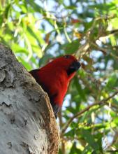 Eclectus (female)