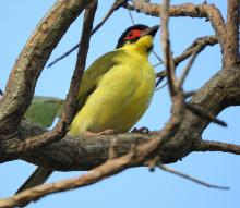Figbird