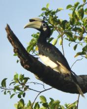 Oriental Pied Hornbill