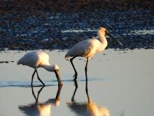Royal Spoonbill