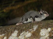 sugar glider