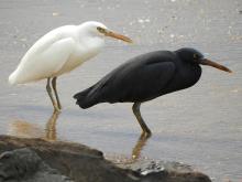 Pacific Reef Heron