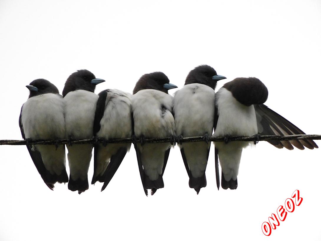White-breasted Woodswallow