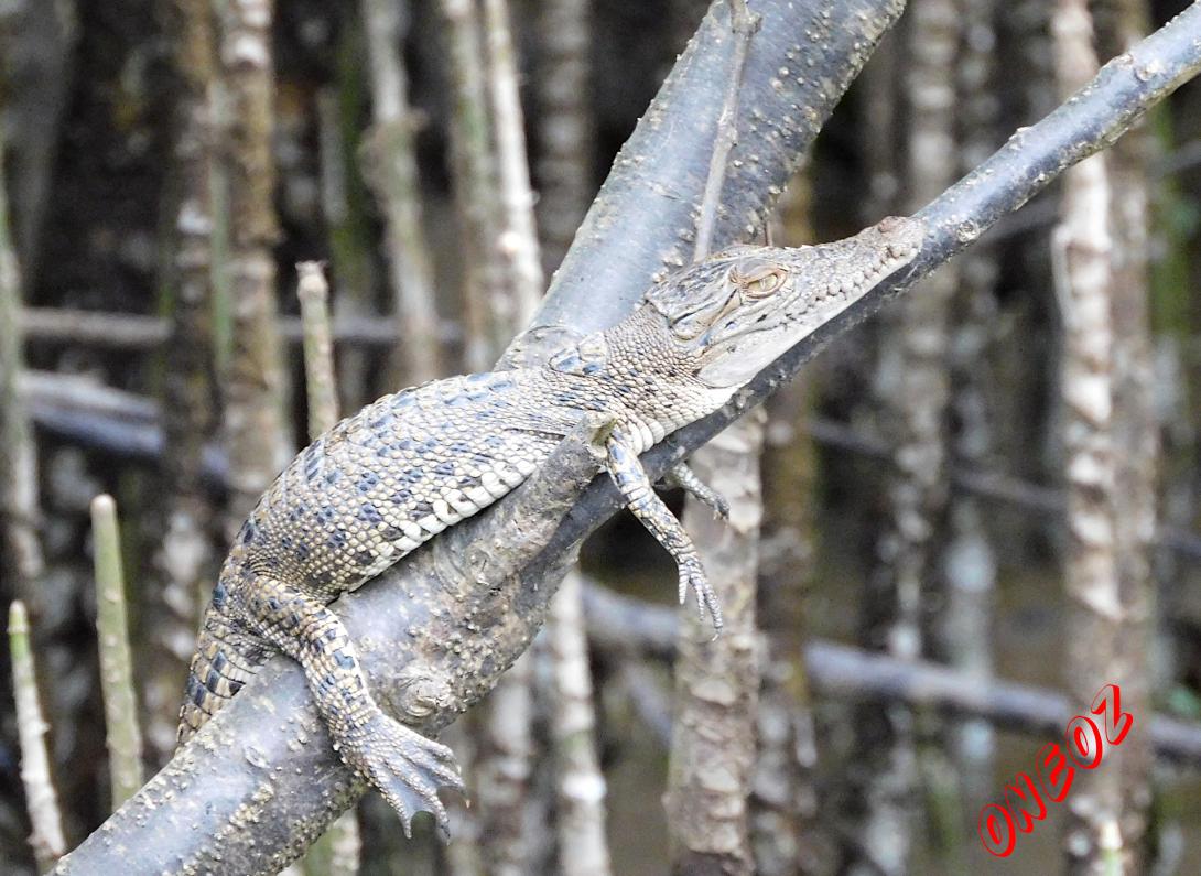 Saltwater Crocodile juvenile