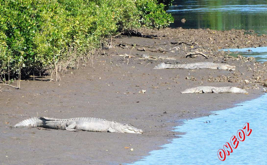 Saltwater Crocodiles