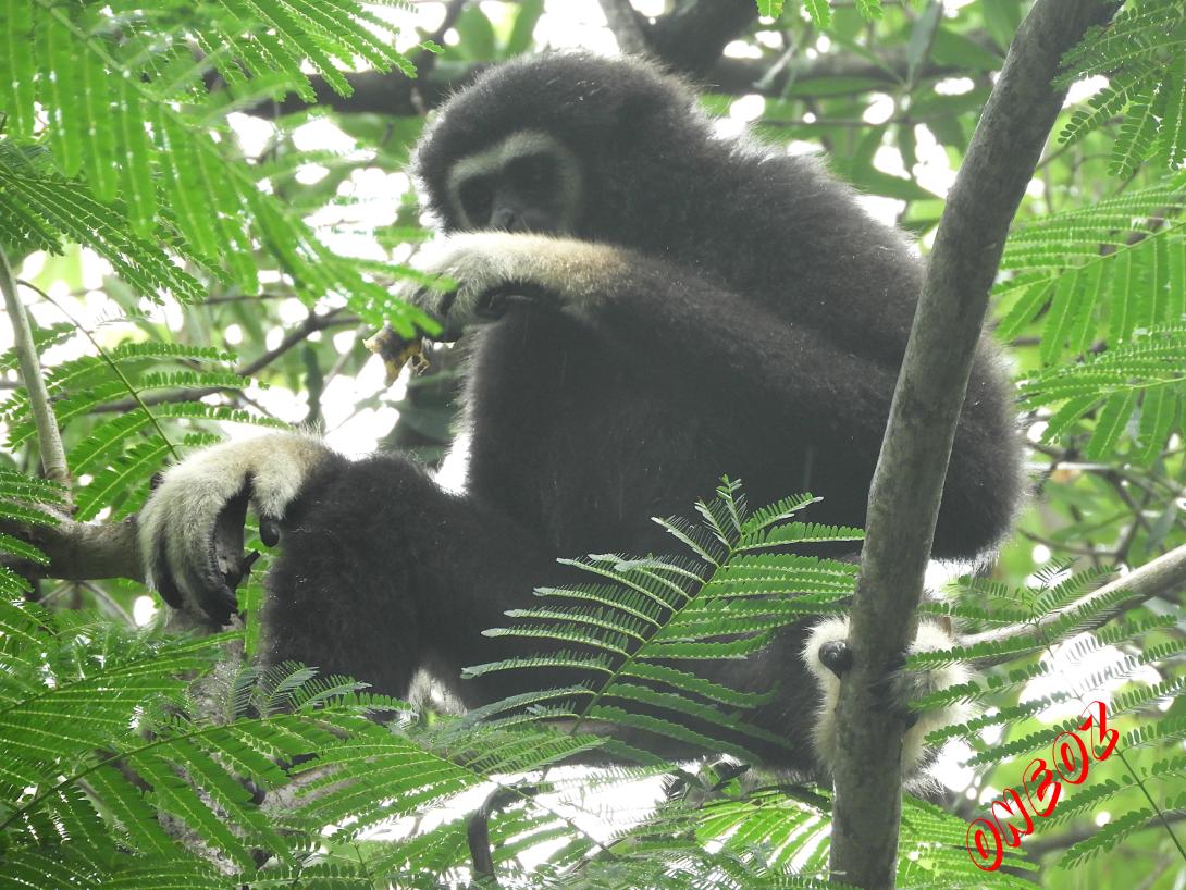  Lar Gibbon