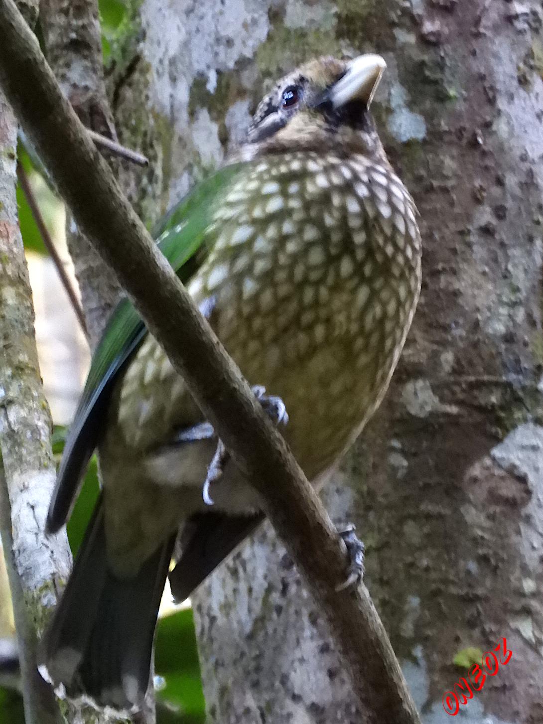 Green Catbird