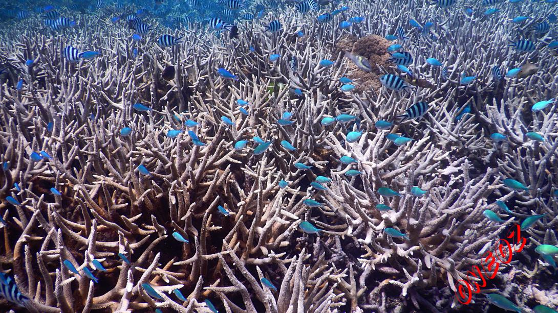 Staghorn Coral
