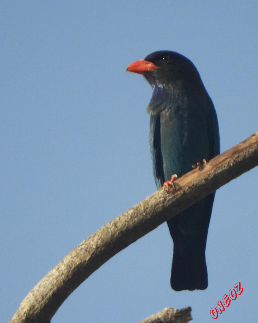 Oriental Dollarbird