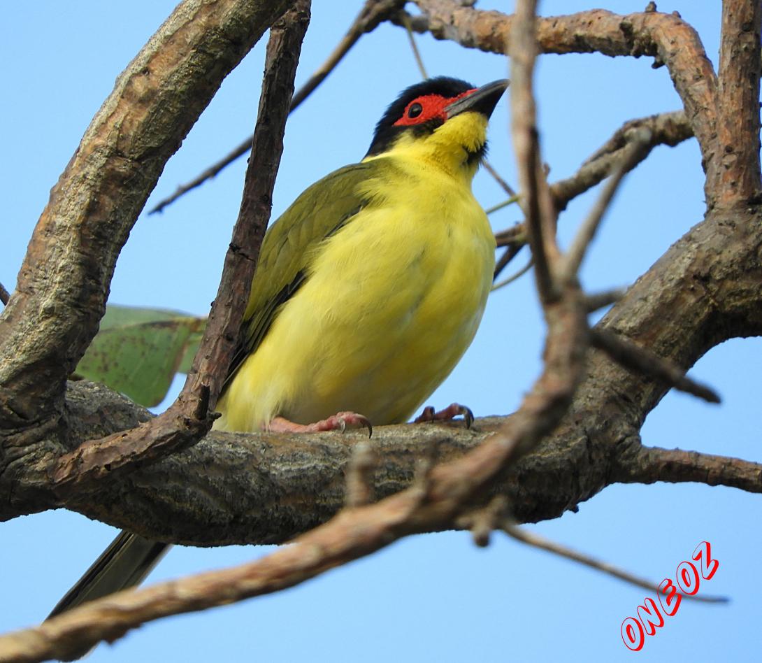 Figbird