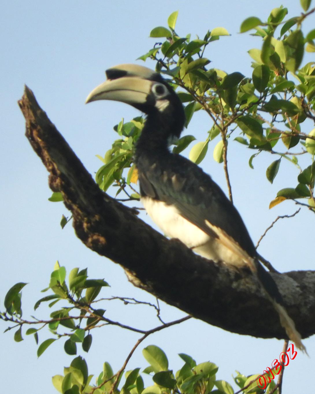 Oriental Pied Hornbill