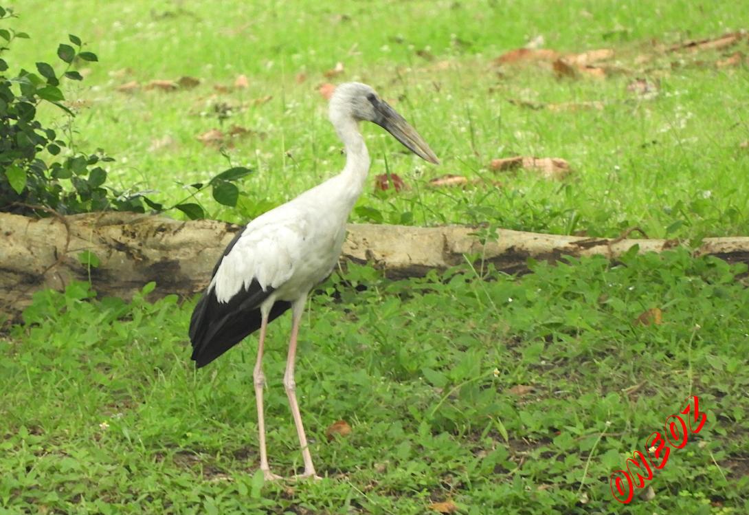 Openbill Stork