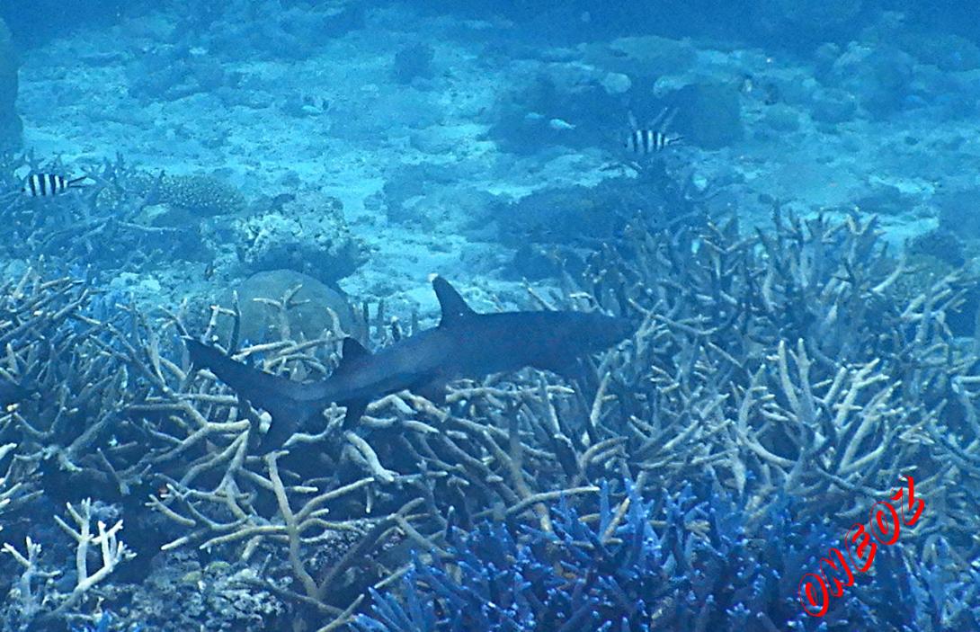 Whitetip Reef Shark