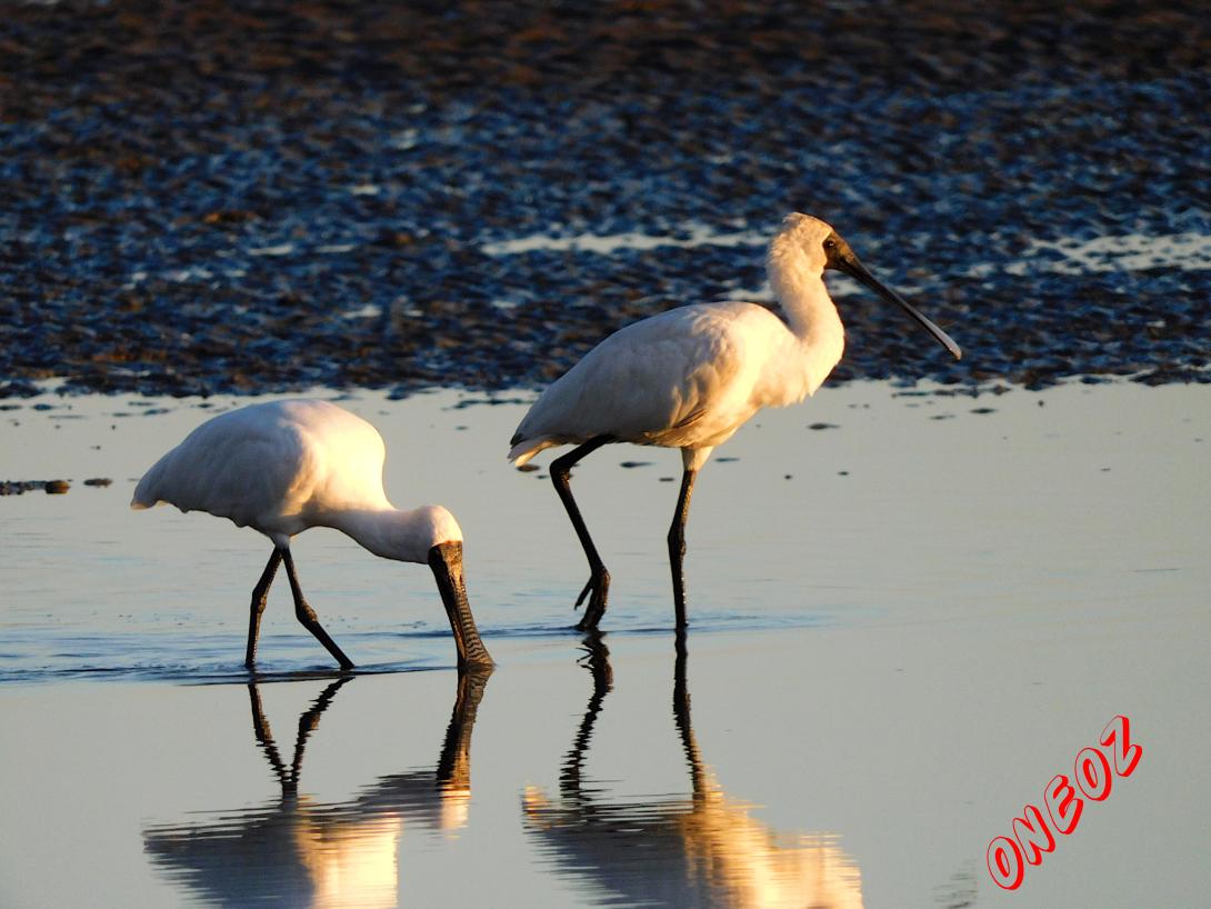 Royal Spoonbill