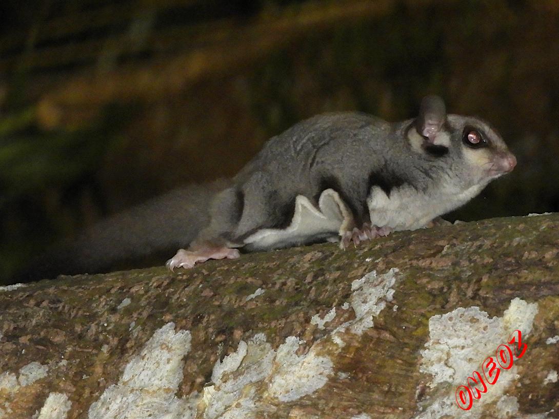 sugar glider