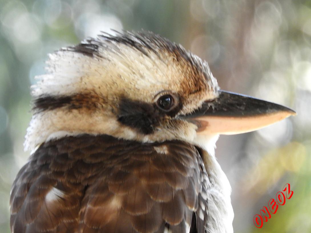 Laughing kookaburra