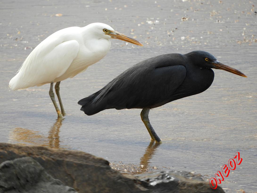 Pacific Reef Heron